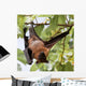 Flughund - Flying fox - Fruit bat Wall Mural