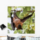 Flughund - Flying fox - Fruit bat Wall Mural