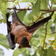 Flughund - Flying fox - Fruit bat Wall Mural