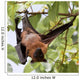 Flughund - Flying fox - Fruit bat Wall Mural
