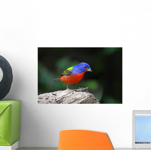 Painted Bunting Passerina Ciris Wall Mural