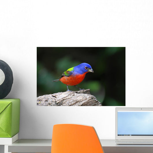 Painted Bunting Passerina Ciris Wall Mural