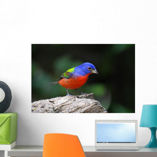 Painted Bunting Passerina Ciris Wall Mural