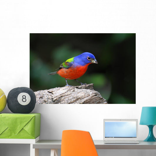 Painted Bunting Passerina Ciris Wall Mural