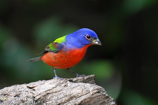 Painted Bunting Passerina Ciris Wall Mural