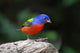 Painted Bunting Passerina Ciris Wall Mural
