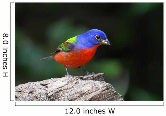 Painted Bunting Passerina Ciris Wall Mural