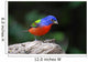 Painted Bunting Passerina Ciris Wall Mural