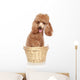 Apricot Poodle Sits in a Basket Wall Decal