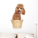Apricot Poodle Sits in a Basket Wall Decal