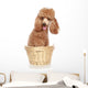 Apricot Poodle Sits in a Basket Wall Decal