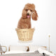 Apricot Poodle Sits in a Basket Wall Decal
