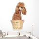 Apricot Poodle Sits in a Basket Wall Decal