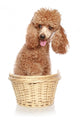 Apricot Poodle Sits in a Basket Wall Decal