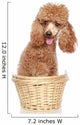 Apricot Poodle Sits in a Basket Wall Decal