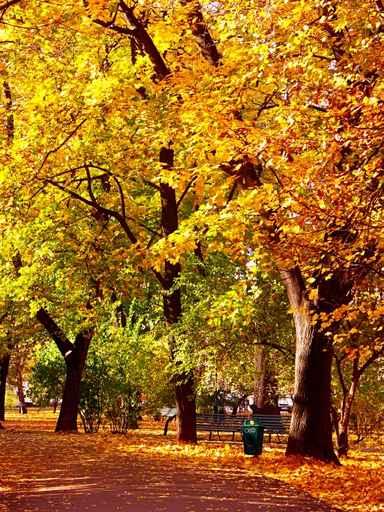Park Alley Fall Colors Wall Decal
