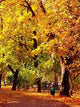 Park Alley Fall Colors Wall Decal