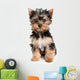 Yorkshire Terrier Puppy on White Background Wall Decal