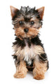 Yorkshire Terrier Puppy on White Background Wall Decal