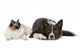 Dog and Cat Wall Decal