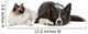 Dog and Cat Wall Decal