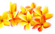 fleurs jaunes de frangipanier, fond blanc Wall Decal