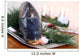 Czech Tradition - Carp on Christmas Table Wall Mural