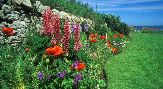 flower bed, crail, scotland Wall Mural