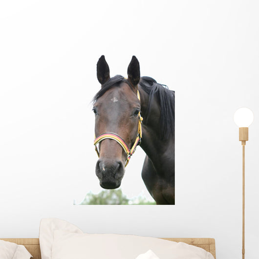 Horse Wall Mural