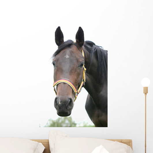 Horse Wall Mural