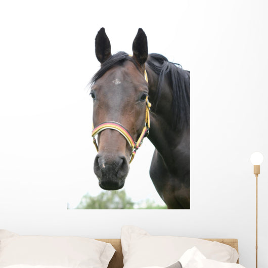 Horse Wall Mural