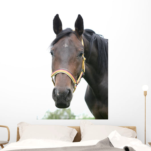 Horse Wall Mural