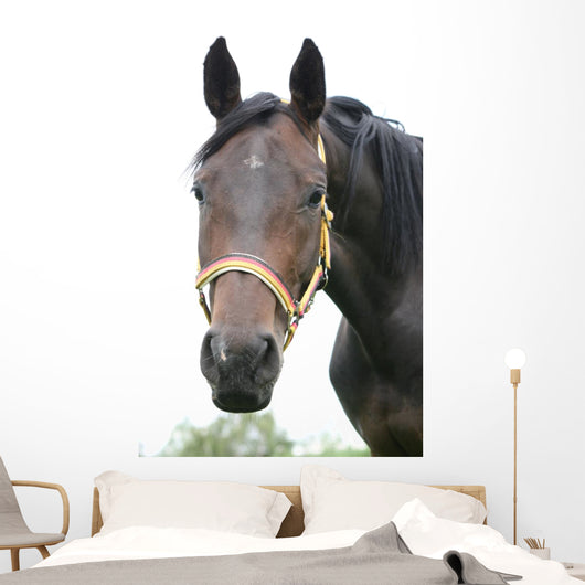 Horse Wall Mural