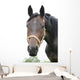 Horse Wall Mural