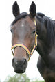 Horse Wall Mural