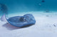 Sting Ray Wall Mural