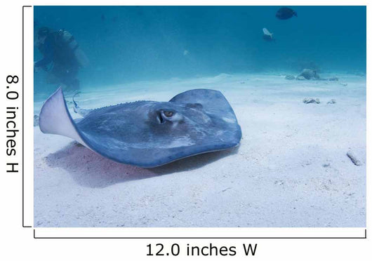 Sting Ray Wall Mural