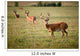White Tailed Deer Wall Mural