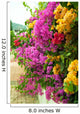 Bougainvillea