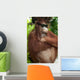 Orang Utan with sunglasses Wall Mural