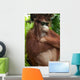 Orang Utan with sunglasses Wall Mural