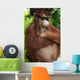 Orang Utan with sunglasses Wall Mural