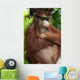 Orang Utan with sunglasses Wall Mural