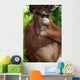Orang Utan with sunglasses Wall Mural