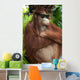 Orang Utan with sunglasses Wall Mural