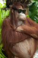 Orang Utan with sunglasses Wall Mural