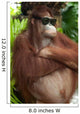 Orang Utan with sunglasses Wall Mural