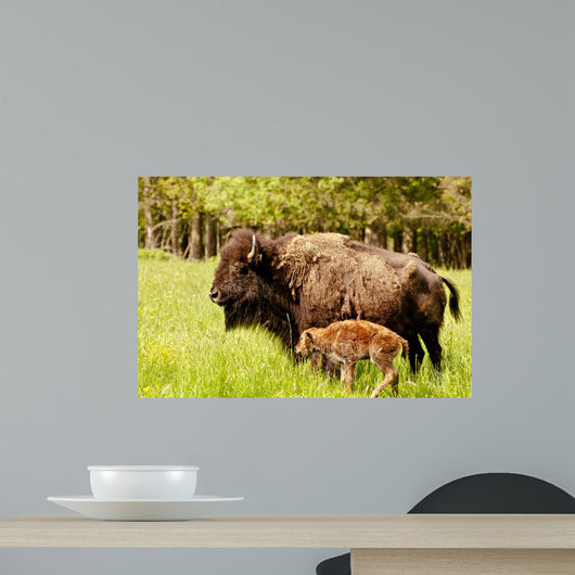 Bison Calf Only Few Wall Mural