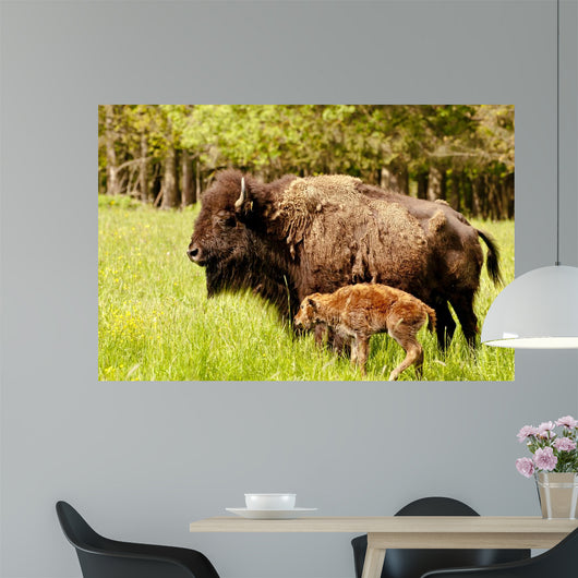 Bison Calf Only Few Wall Mural