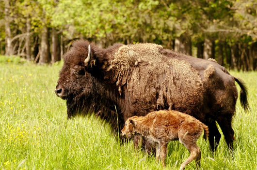 Bison Calf Only Few Wall Mural